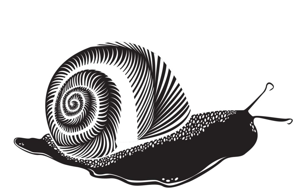 Adia Botterman, Univ. Minn. Duluth, Fall 2022 snail