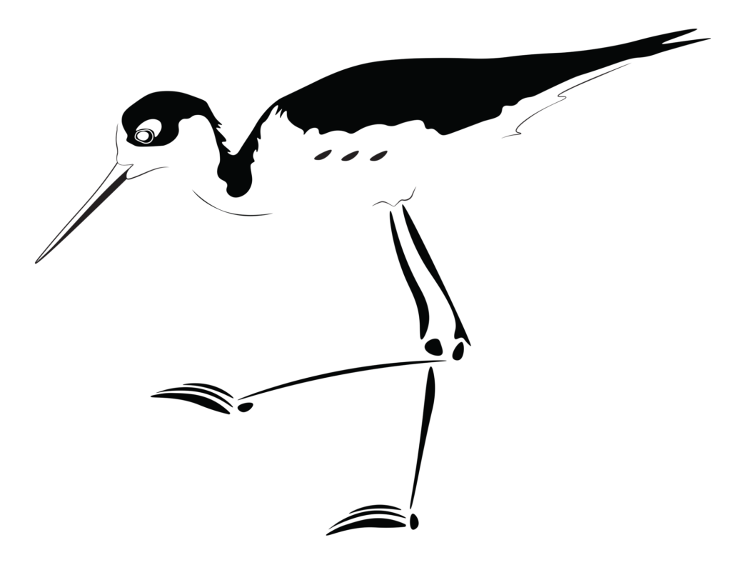 Anna Hedlund, Univ. Minn. Duluth, Fall 2022 graphic translation of Black-Necked Stilt
