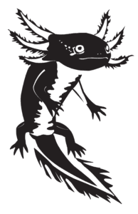 Ettienne Bicar, Fall 2025, George Mason University, Axolotyl translation