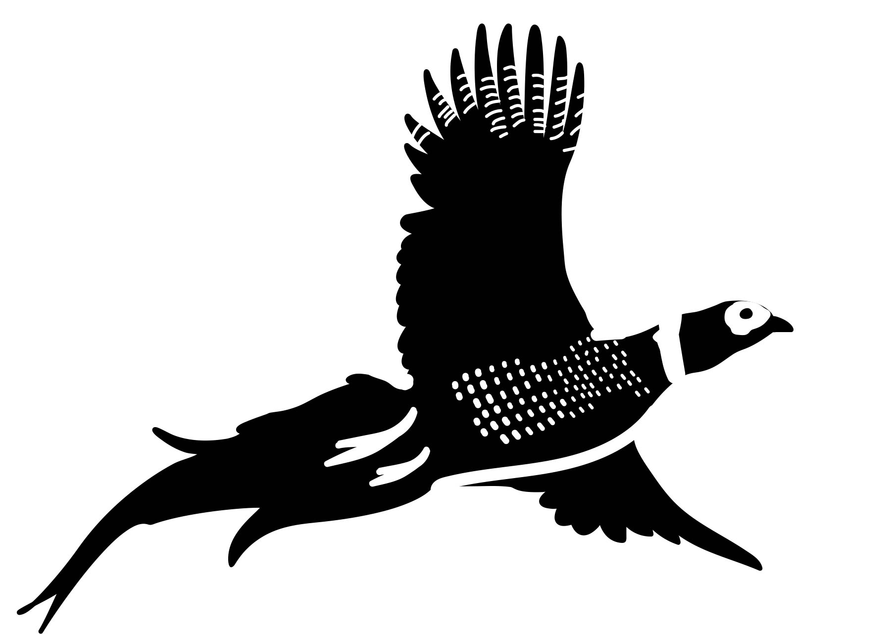 Pheasant, Evan Steingas, Univ. Minn. Duluth, Fall 2022, pheasant graphic translation