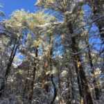 Evangeline type in motion featured image of snow covered trees