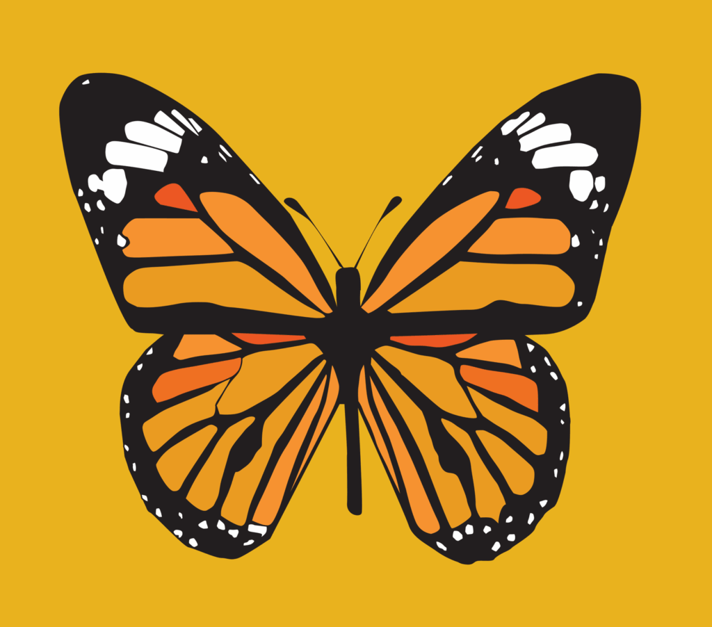 Anyia Fields, Fall 2025, George Mason University, Monarch Butterfly