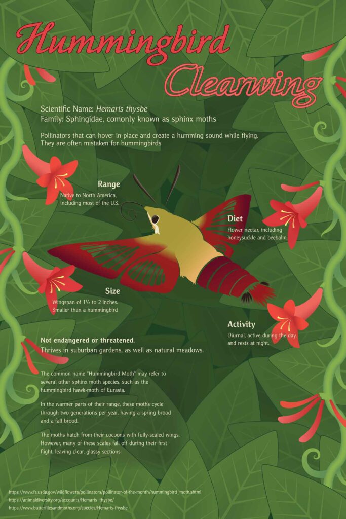 Mary Graft, Fall 2025, George Mason University, hummingbird infographic