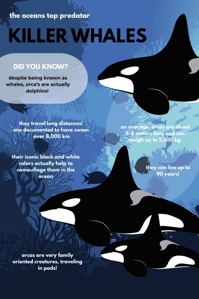 Hannah Harding, Fall 2025, George Mason University, killer whale infographic