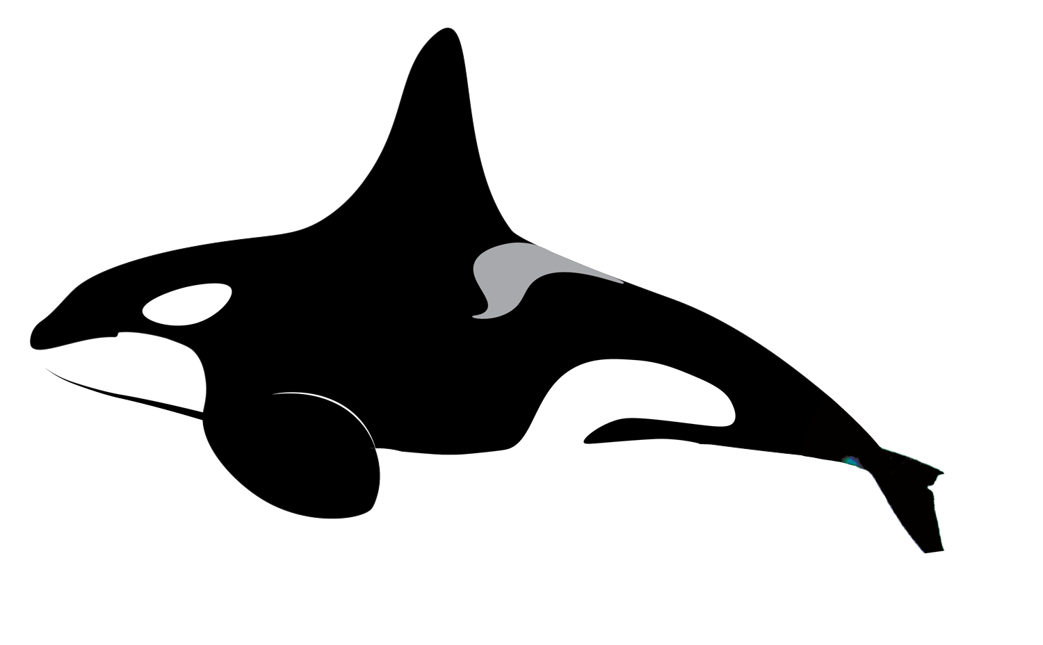 Hannah Harding, Fall 2025, George Mason University, killer whale