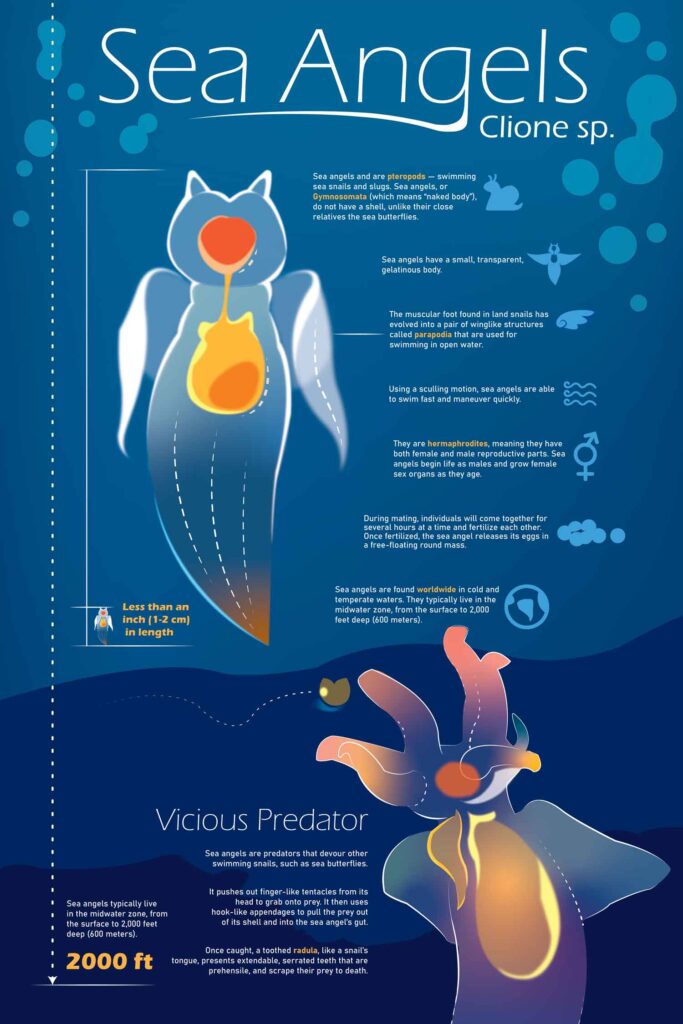 Vinh Ly, Fall 2025, George Mason University, Sea Angels infographic