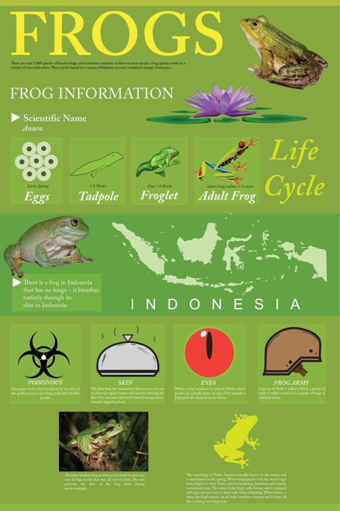 Luiel Mekonnen, Fall 2024, George Mason University, infographic frog