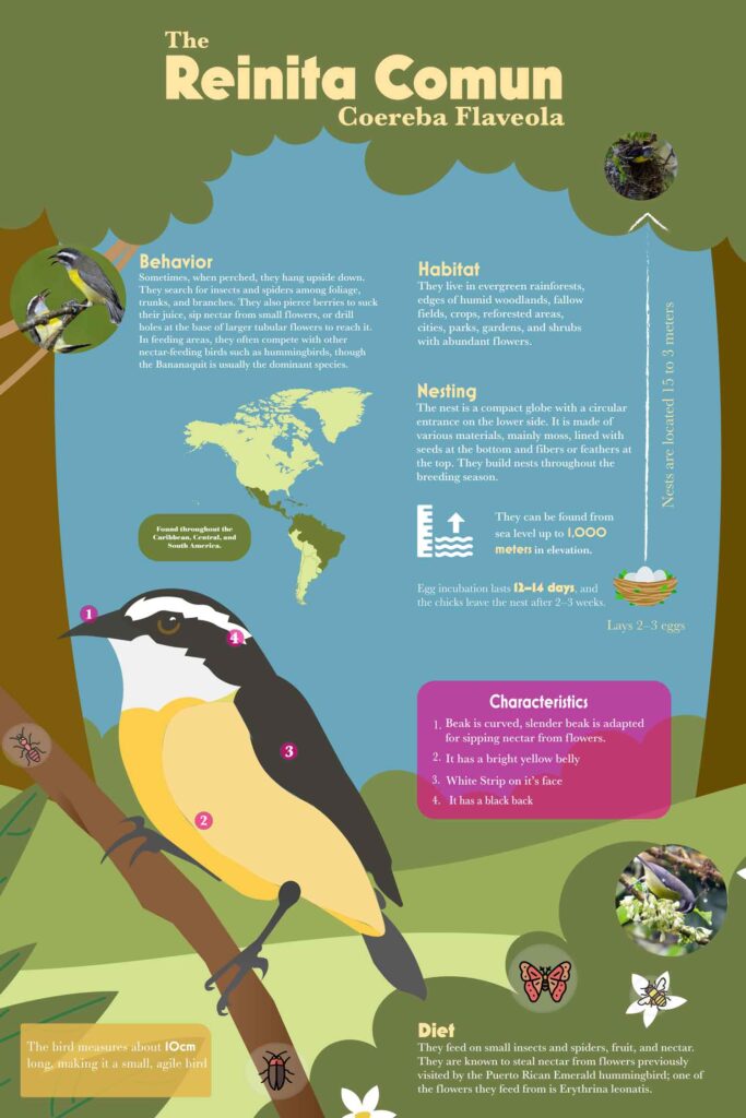 Gyara Reyes, Fall 2025, George Mason University, infographic