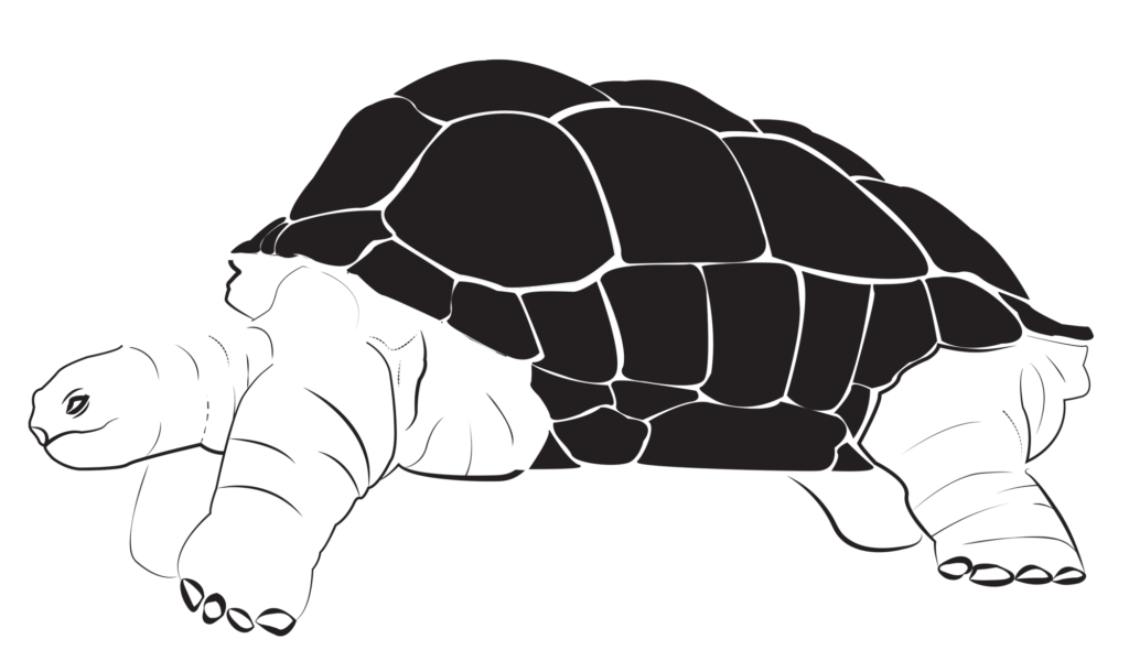 Tortoise, David Reynertson, Univ. Minn. Duluth, Fall 2022, graphic translation