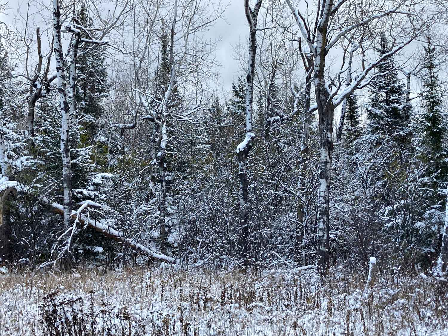 snow scene in northern Minnesota